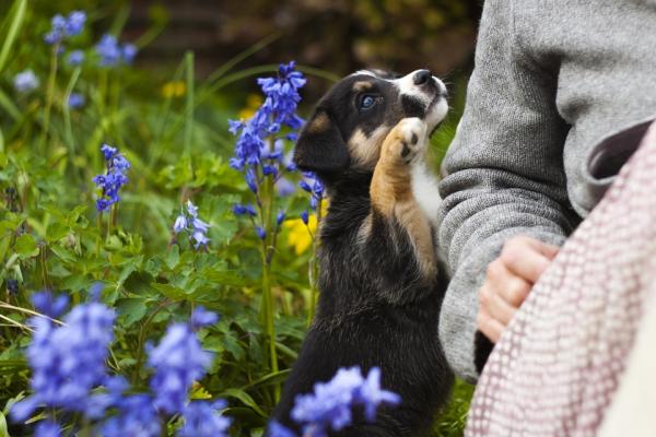 Forhindre at hunden min ødelegger hagen - hvorfor er hundens destruktive oppførsel?