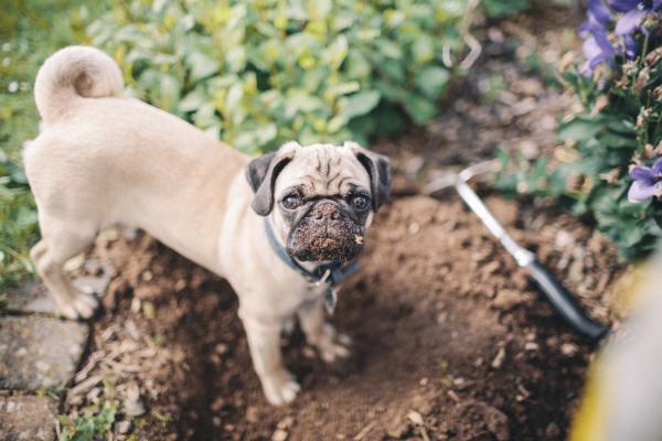 Forhindre at hunden min ødelegger hagen - Forstå problemet