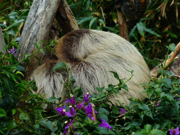 Sloth Bear Diet - Sloth Bear Digestive System