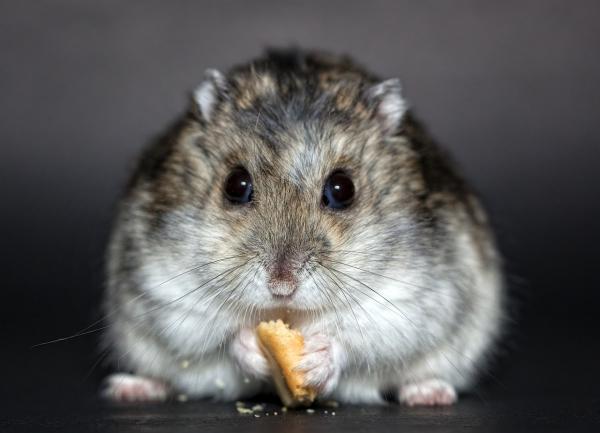 Grunnleggende omsorg for en russisk hamster - russisk hamsterhygiene