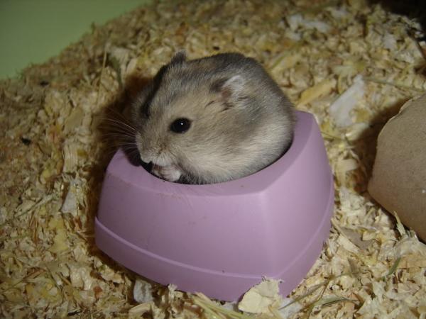 Grunnleggende omsorg for en russisk hamster - Forbered plassen din