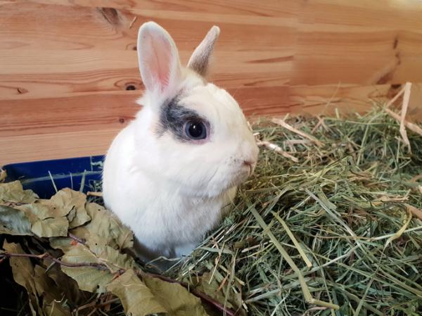 Beste kaninhø - typer og merker - hva er den beste kaninhøen?