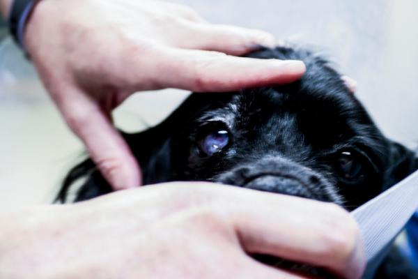 Hvordan helbrede et sår i hundens øye?  - Øyetraumer hos hunder på grunn av slitasje og hornhinnesår