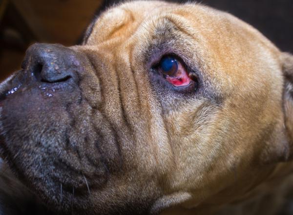 Hvordan helbrede et sår i hundens øye?  - Hva skal jeg gjøre med skader inne i hundens øye?