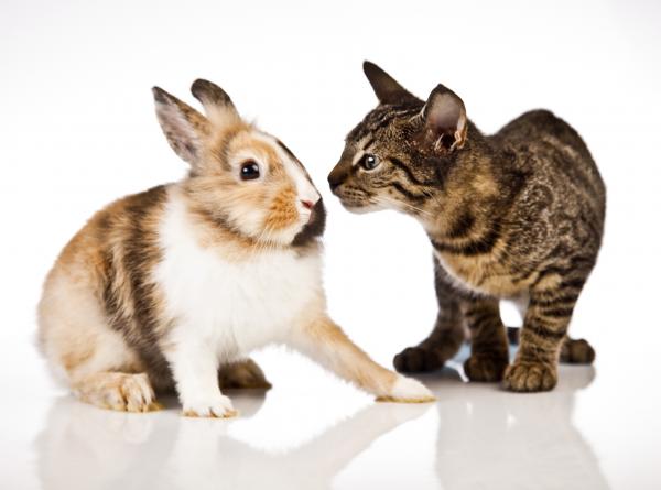 Sameksistens mellom katter og kaniner - Hvis kaninen kommer senere ...