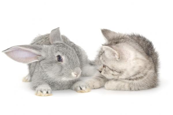 Sameksistens mellom katter og kaniner - Med valper er det alltid lettere
