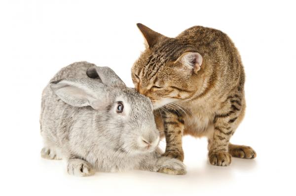 Sameksistens mellom katter og kaniner - Hvis katten kommer senere ...