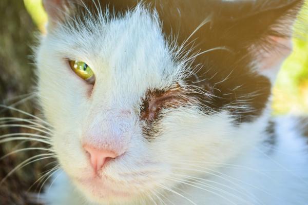 Hvordan rengjøre et infisert øye hos en katt?  - Symptomer på infeksjon i kattens øyne