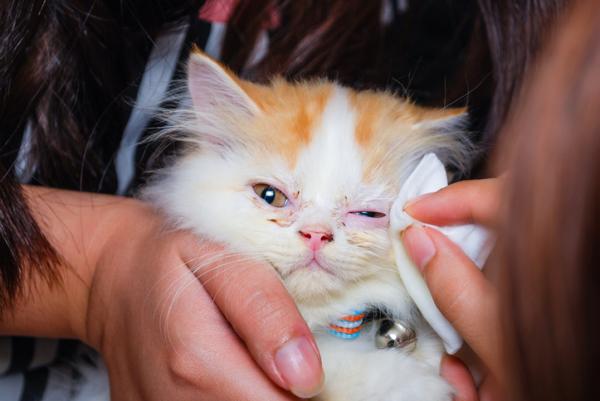 Hvordan rengjøre et infisert øye hos en katt?  - Hvordan rengjøre de infiserte øynene til en baby eller voksen katt?
