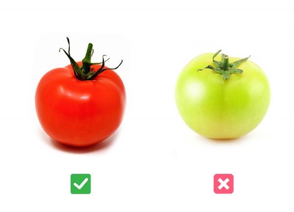 Kan hunder spise tomat?  - Kan hunder spise tomater?