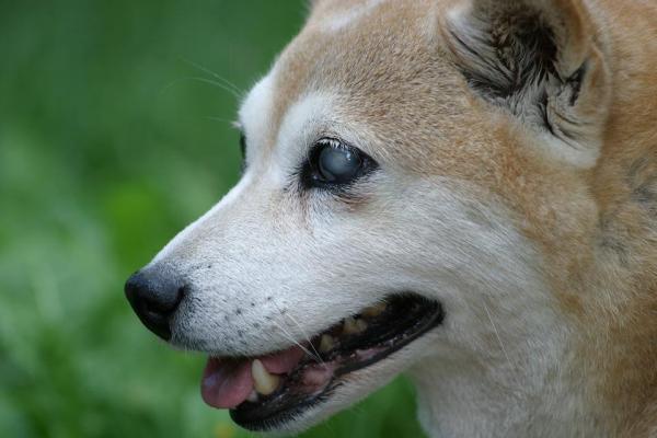 Hvordan vite om en hund er blind?  - Grå stær - Objektivets delvise eller totale ugjennomsiktighet