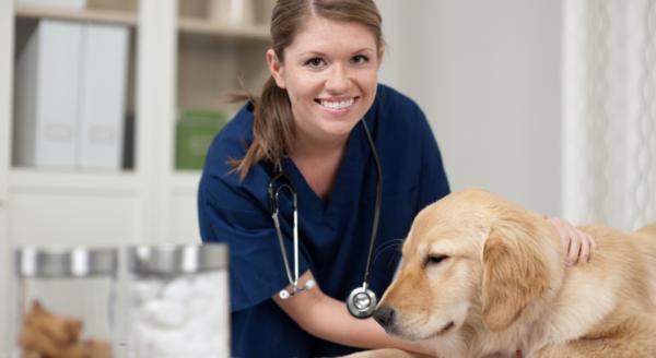 Omsorg for hund i 10 trinn - 1. Veterinærbehandling