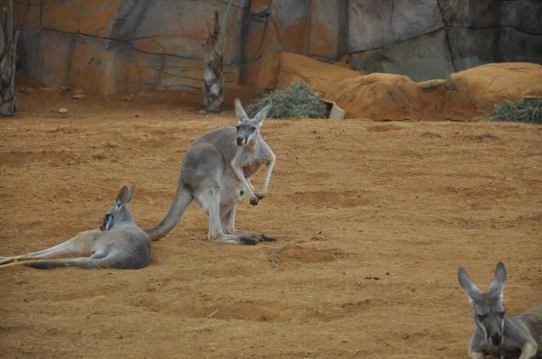 Kangaroo Feeding - Hva spiser kenguruen?