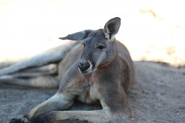 Kenguru -fôring - Når spiser kenguruen?