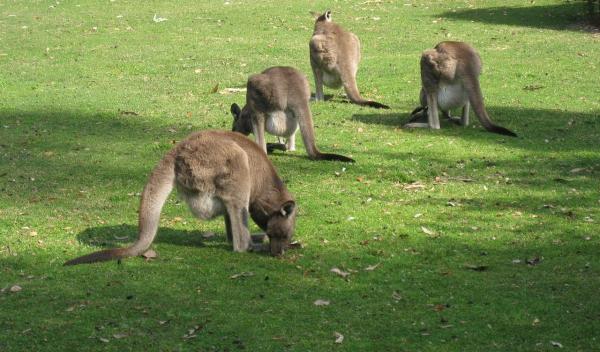 Kenguru -fôring - Hvordan spiser kenguruen?