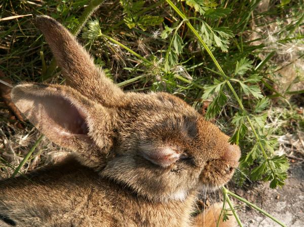 Konjunktivitt hos kaniner - Symptomer og behandling - Mukopurulent konjunktivitt hos kaniner