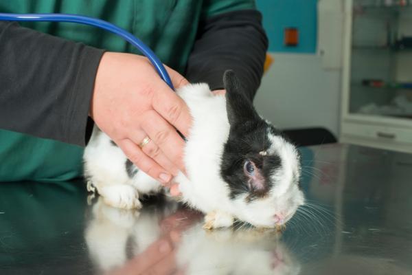Konjunktivitt hos kaniner - Symptomer og behandling - Symptomer på konjunktivitt hos kaniner