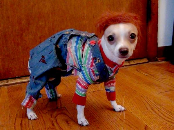 10 Halloween -kostymer for små hunder - 10. Chuky the Dog 
