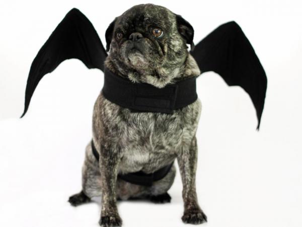 10 Halloween -kostymer for små hunder - 8. Flaggermusen