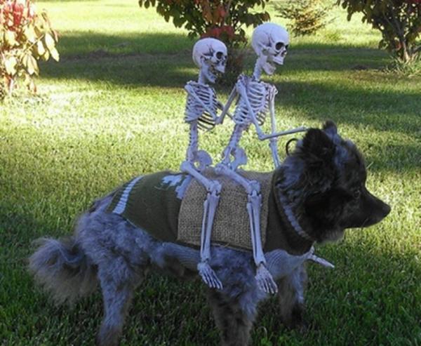 10 Halloween -kostymer for små hunder - 4. Dødens løp