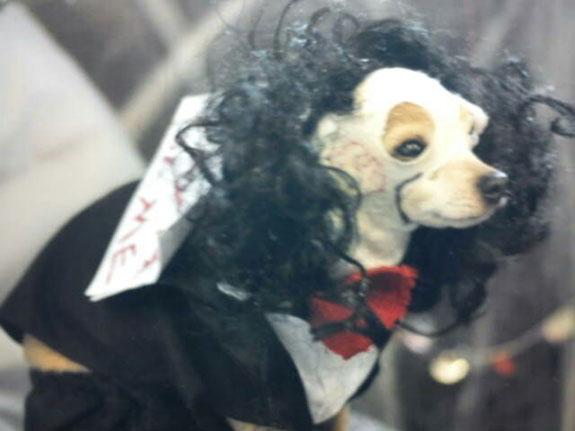 10 Halloween -kostymer for små hunder - 3. Billy the Dog