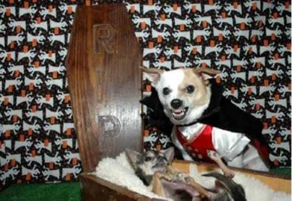 10 Halloween -kostymer for små hunder - 6. Count Dog