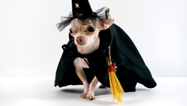 10 Halloween -kostymer for små hunder - 5. Hundens heks