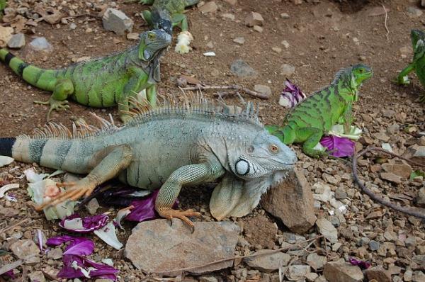Iguana as a Pet - Feeding the Domestic Iguana