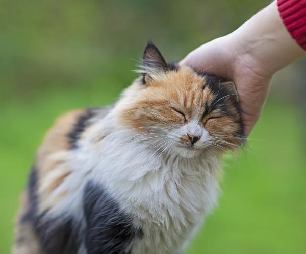 10 tegn på at katten din elsker deg - Hvis katten din gnir deg