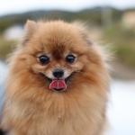 1631094815 885 Pomeranian