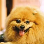 1631094815 919 Pomeranian