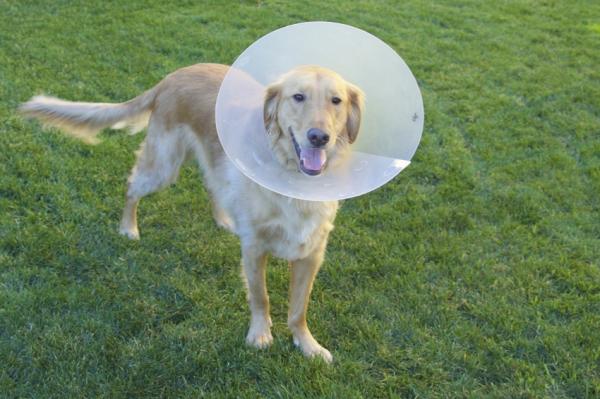 Omsorg for en entropionoperert hund - Beskyttelse med elisabethansk krage