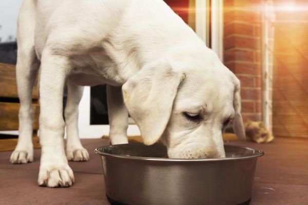 Høy kreatinin hos hunder - symptomer, årsaker og behandling - Opprettholde en hund med nyresykdom