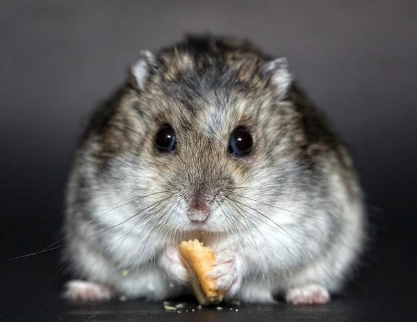 Hva spiser russiske hamstere?  - Hva spiser en voksen russisk hamster?