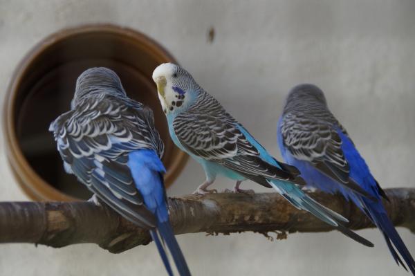 Parakeet Beak Overgrowth - Hvorfor er Parakeet Beak overgrodd?
