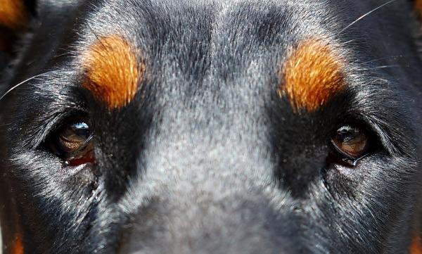 Ectropion hos hunder - Symptomer på Ectropion hos hunder