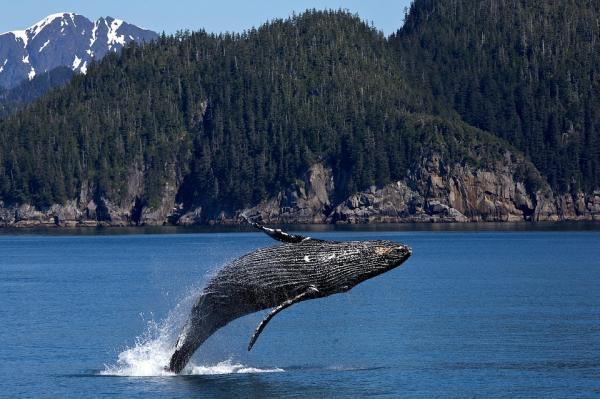 Hvalegenskaper - Hva er hval?