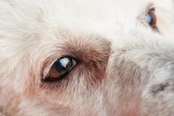 Øyesykdommer hos hunder - Epífora
