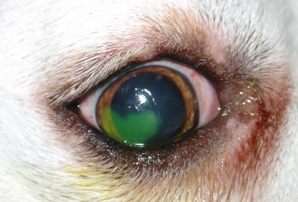 Øyesykdommer hos hunder - hornhinnesår