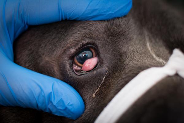Øyesykdommer hos hunder - Tredje øyelokk Lacrimal Gland Prolaps