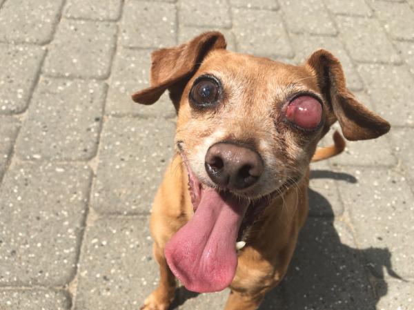 Øyesykdommer hos hunder - fremre uveitt