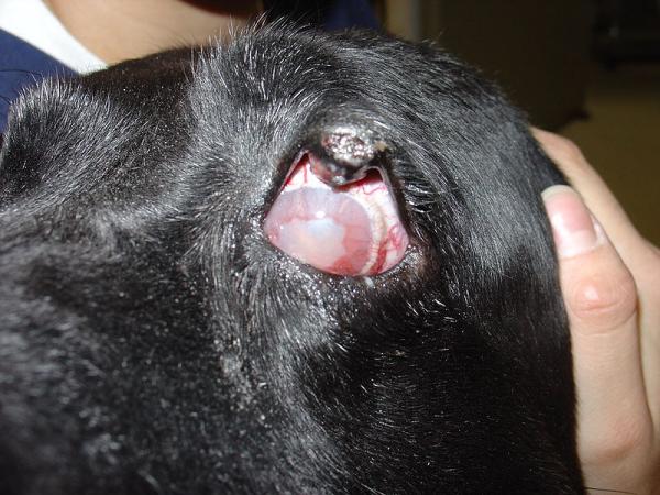 Øyesykdommer hos hunder - glaukom