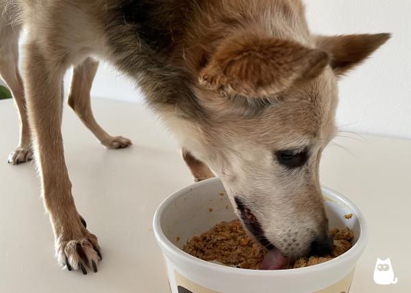 Fôr til eldre hunder - Hjemmelaget mat for eldre hunder