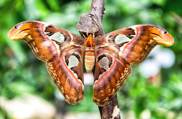 10 sjeldneste insekter i verden - 5. Atlas sommerfugl (Attacus atlas)