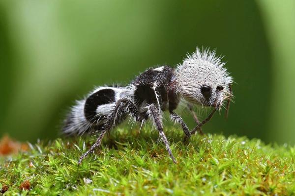 10 sjeldneste insekter i verden - 3. Panda maur (Euspinolia militaris)
