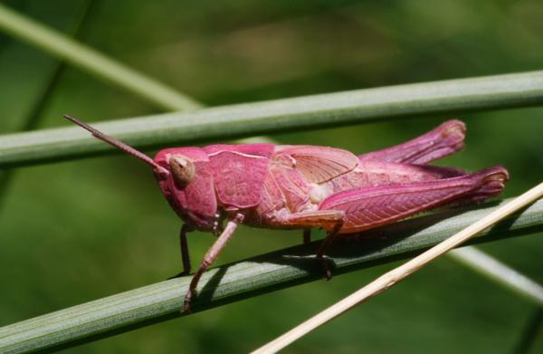 10 sjeldneste insekter i verden - 4. rosa gresshoppe (Euconocephalus thunbergii)