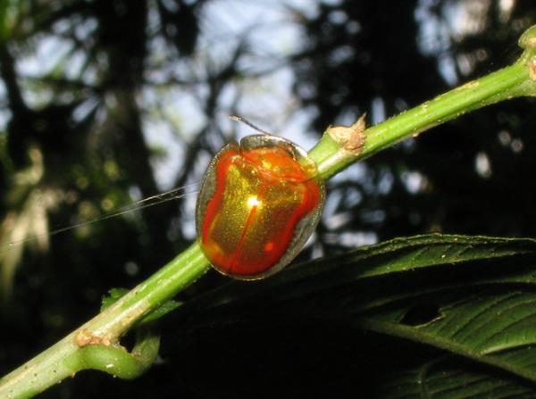 10 sjeldneste insekter i verden - 2. Skilpaddebille (Charidotella egregia)