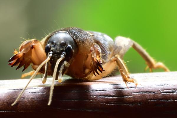 10 sjeldneste insekter i verden - 8. gressløkskorpion (Gryllotalpa gryllotalpa)