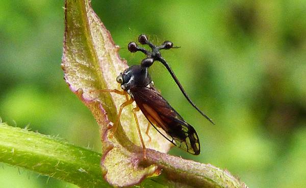 10 sjeldneste insekter i verden - 6. Brazilian Membracid (Bocydium globulare)
