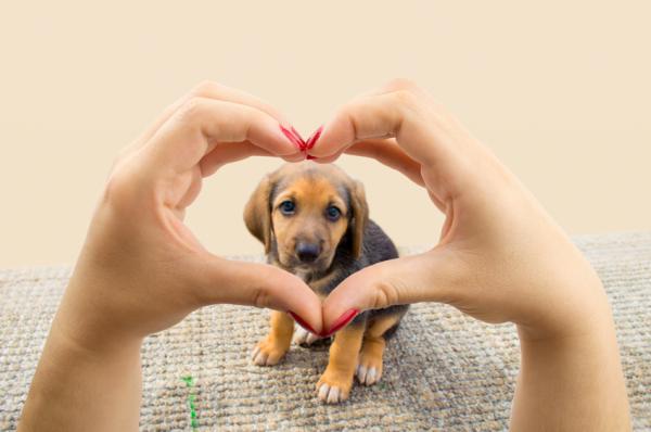 10 grunner til å adoptere en mongrel hund - 9. Han vil aldri forlate deg